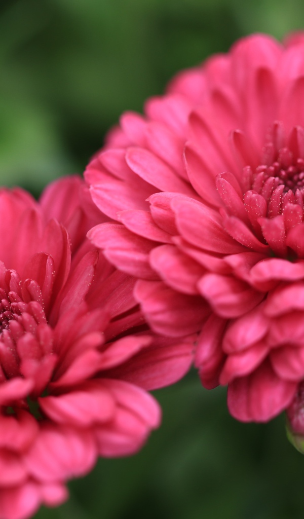 Розовые цветы хризантемы с бутонами крупным планом