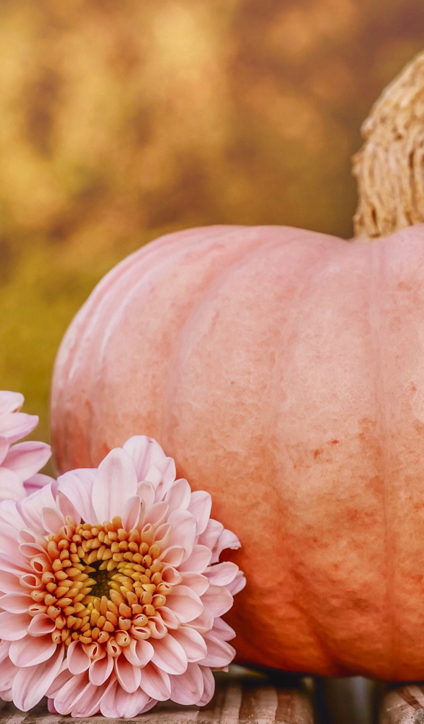 Розовые цветы хризантемы с тыквой 
