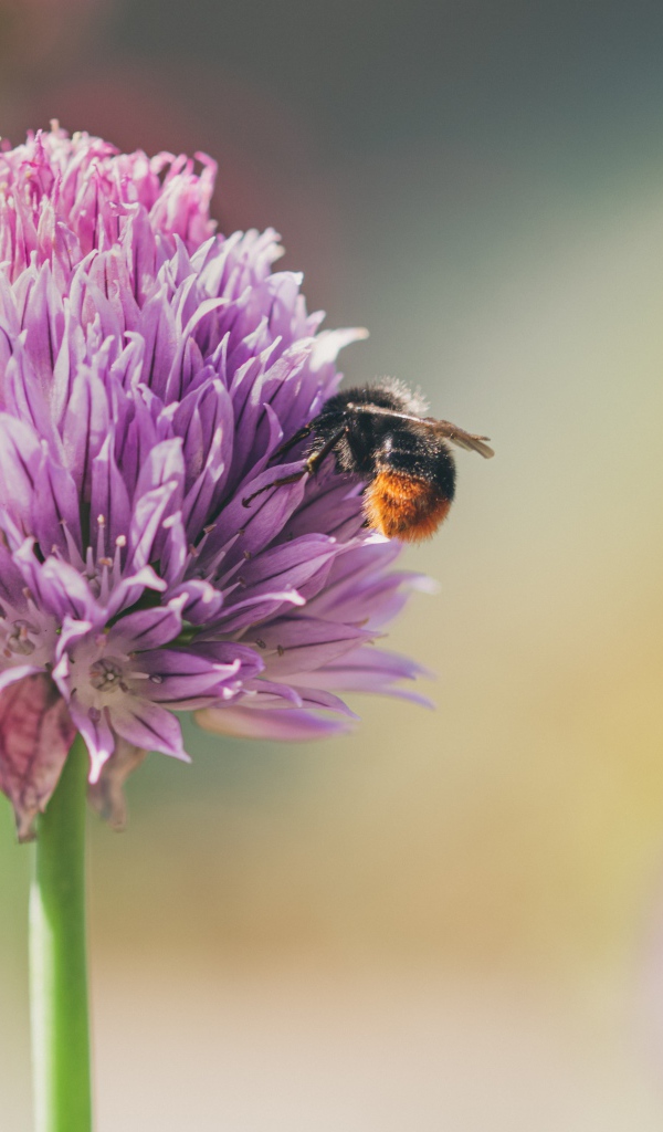 Розовый цветок клевера крупным планом летом
