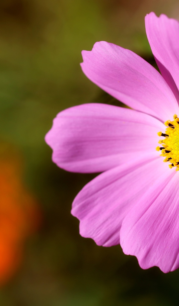 Розовый цветок космеи с желтой серединкой 