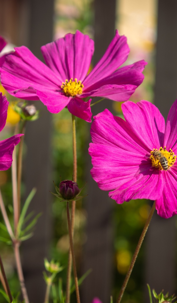 Розовые цветы космеи с бутонами на клумбе
