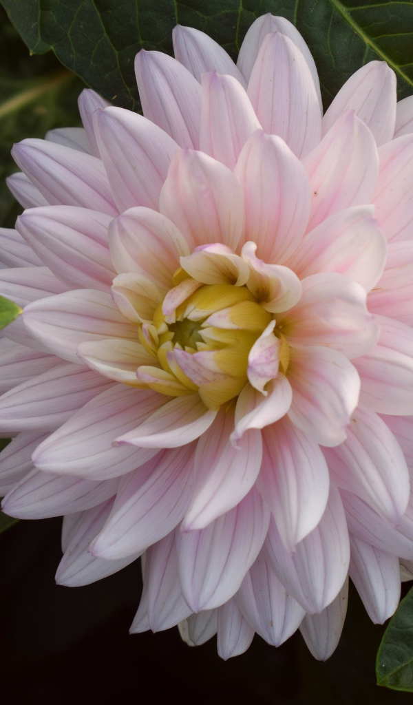 Розовый цветок георгина  зелеными листьями 