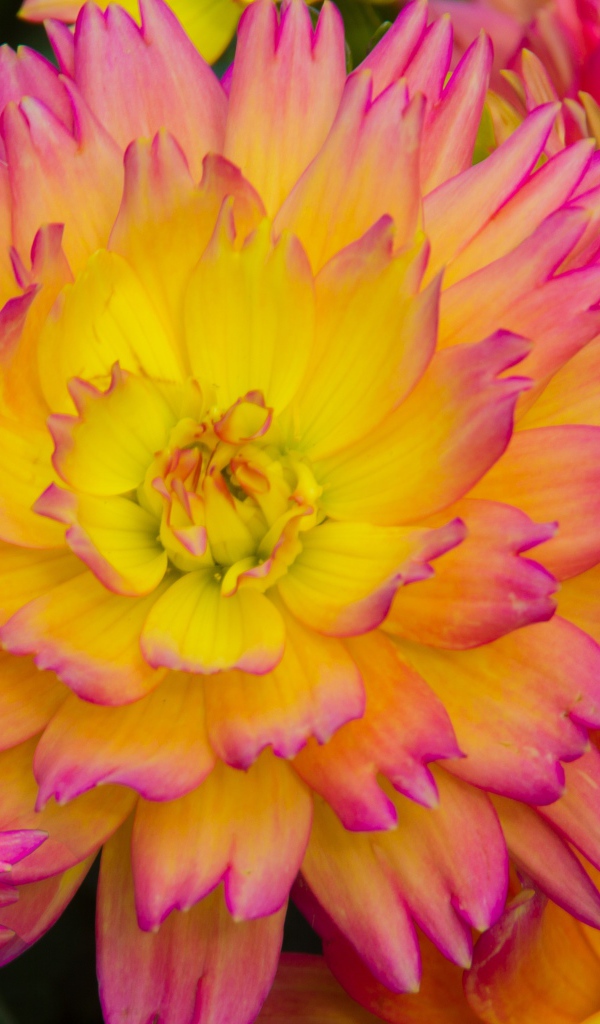 Розовые цветы георгина с желтой серединкой