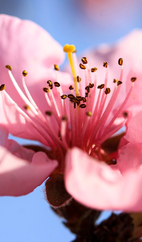 Розовый нежный цветок на ветке персика