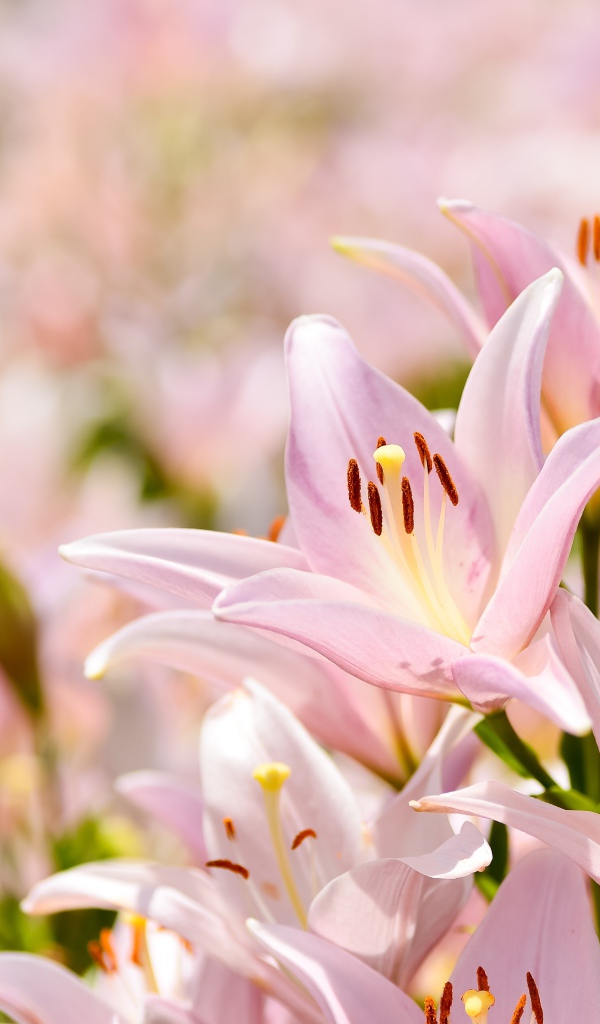 Розовые цветы нежной лилии крупным планом 