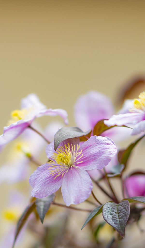 Розовые цветы клематиса на клумбе 