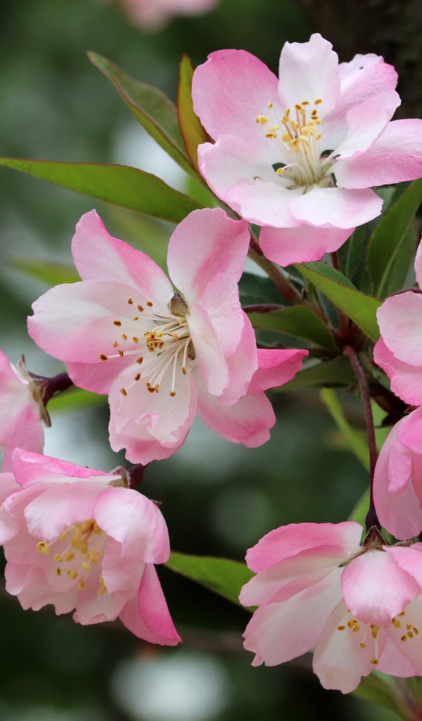 Розовые цветы на ветке с зелеными листьями