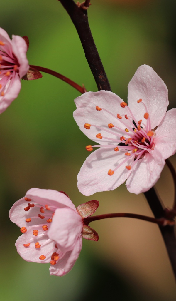 Розовые цветы на тонкой ветке 