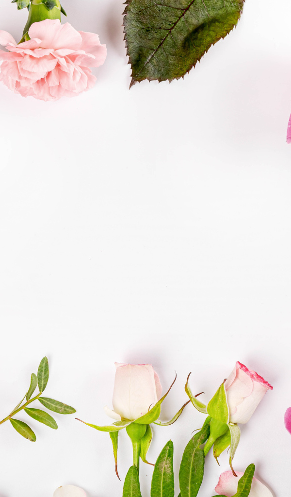 Розовые цветы розы и гвоздики на белом фоне