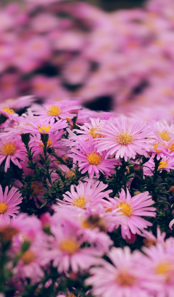 Розовые цветы сентябринка крупным планом 