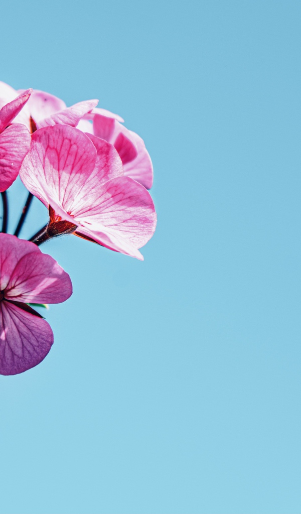 Розовые цветы герани на голубом фоне 