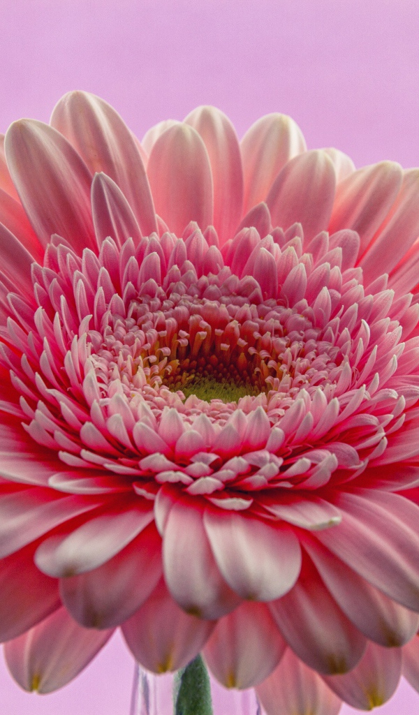 Розовый цветок герберы на розовом фоне