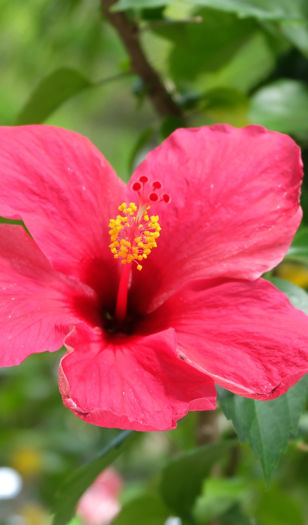 Розовый цветок гибискуса крупным планом на клумбе