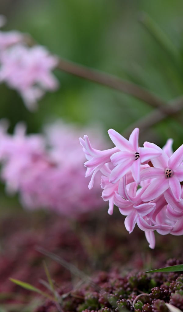 Розовые гиацинты на клумбе весной