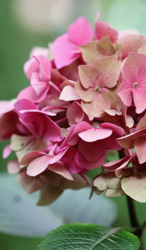 Розовый цветок гортензии крупным планом