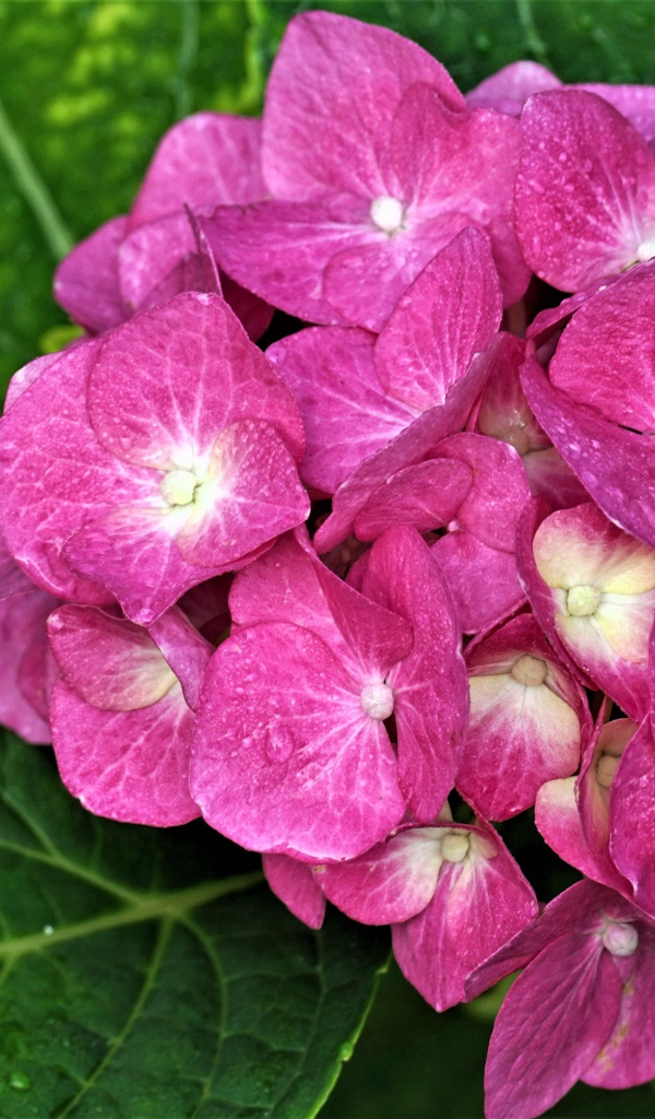 Розовый цветок гортензии с зелеными листьями 