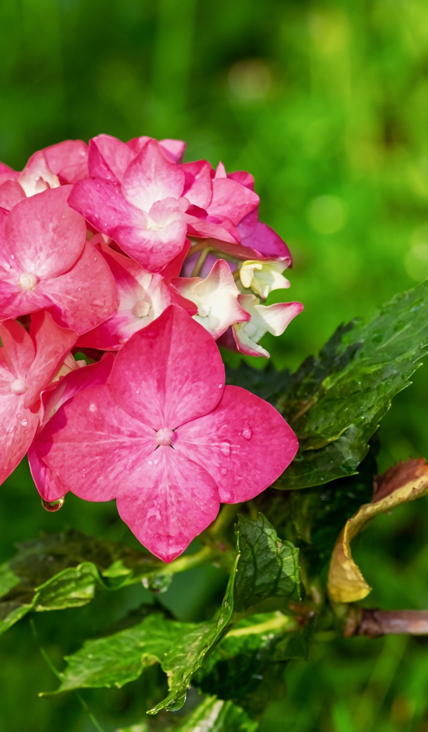 Розовые цветы гортензии в зелеными листьями