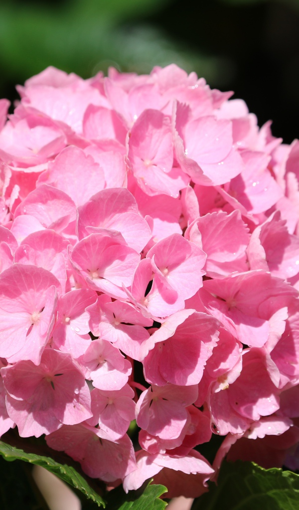 Розовые цветы гортензии с зелеными листьями крупным планом 
