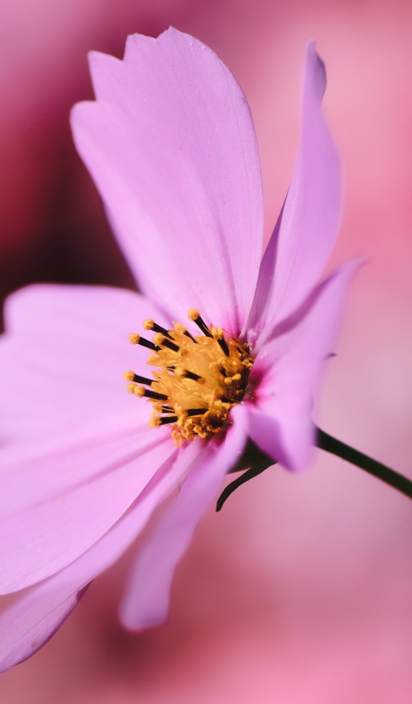 Розовый цветок космея крупным планом на розовом фоне