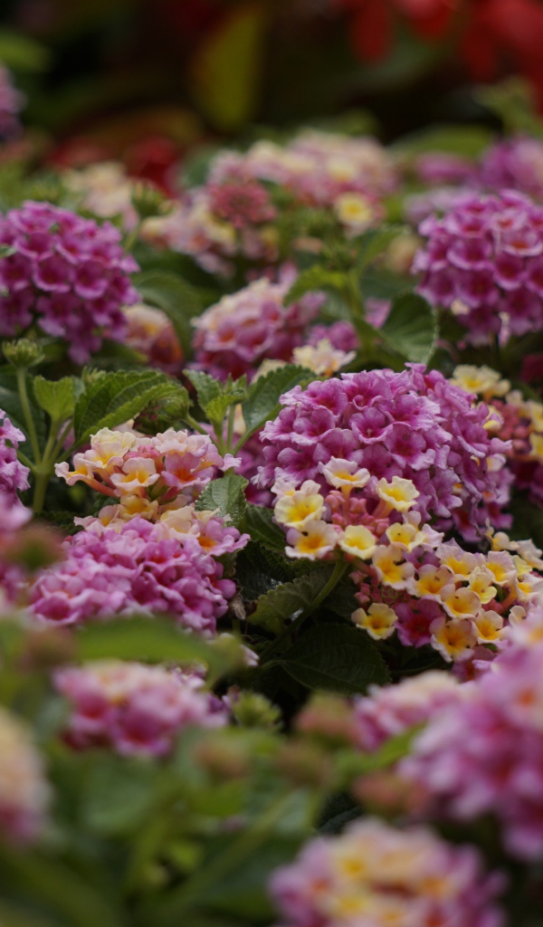 Розовый цветы Лантана на клумбе 