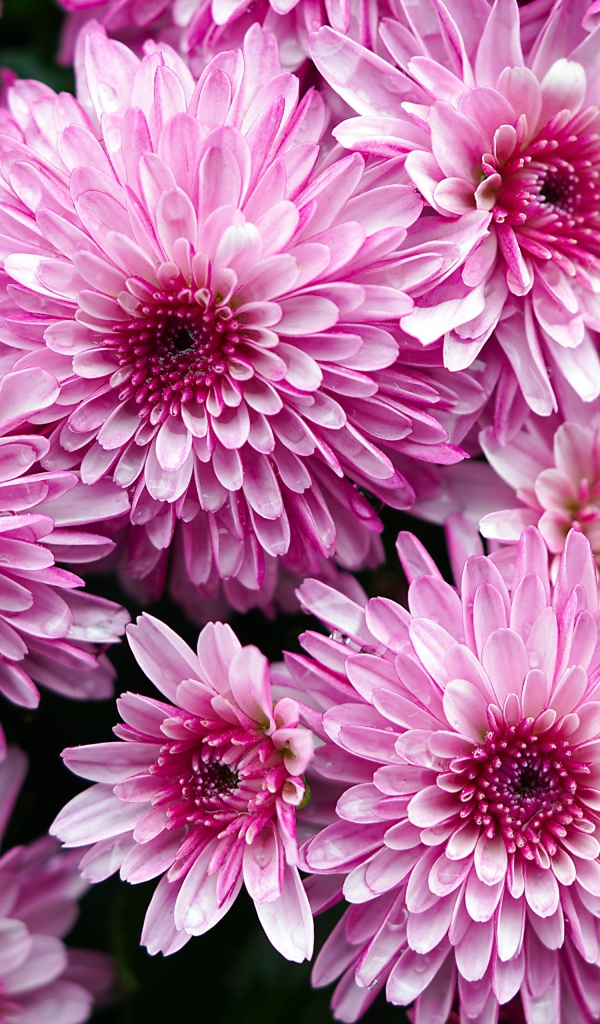 Розовые крупные хризантемы крупным планом 