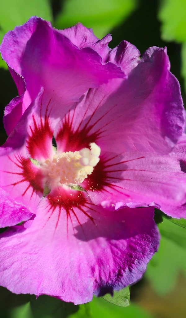 Розовый цветок лаватера с зелеными листьями крупным планом