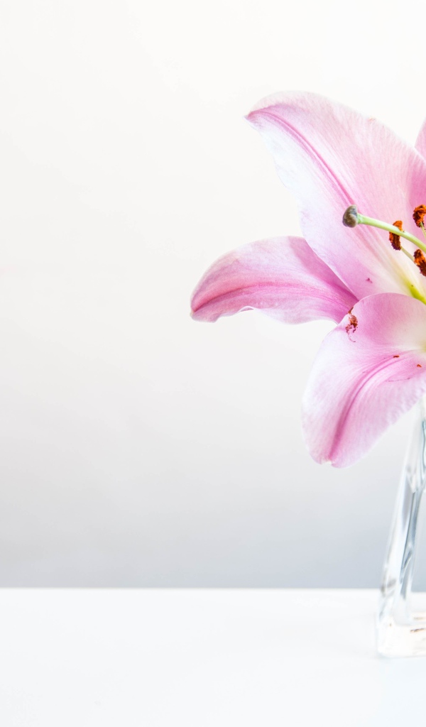 Розовый цветок лилии в вазе на сером фоне