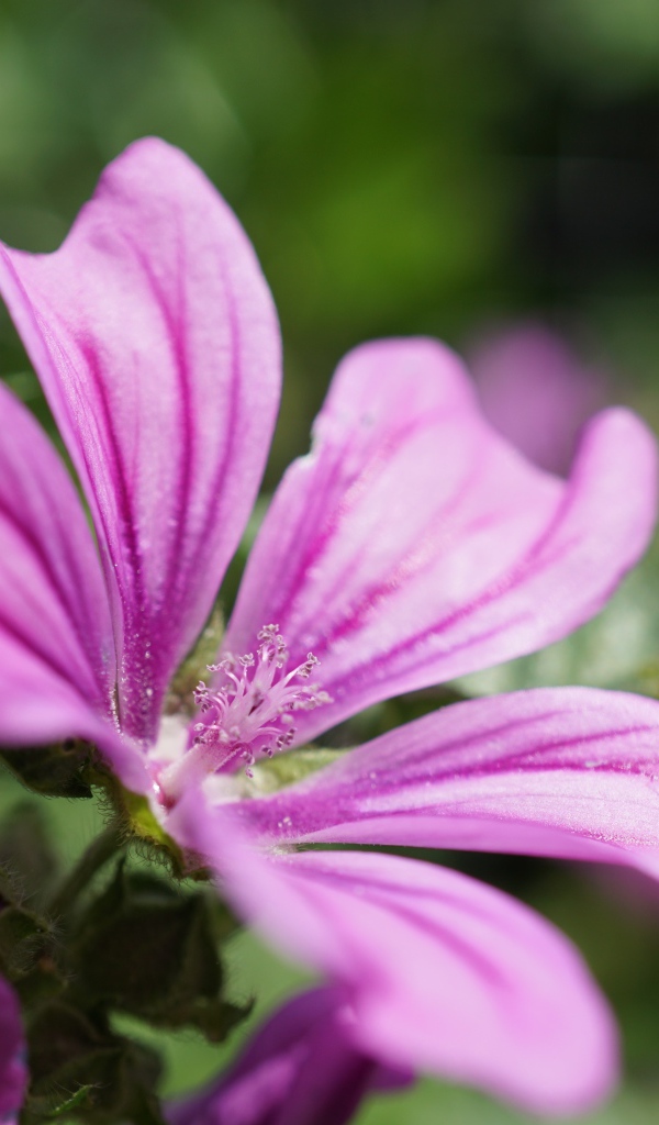 Розовый цветок мальва крупным планом  на клумбе