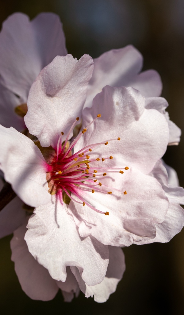 Розовый цветок персика крупным планом