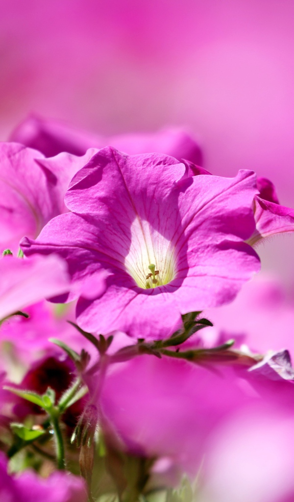 Розовые цветы петуния крупным планом 