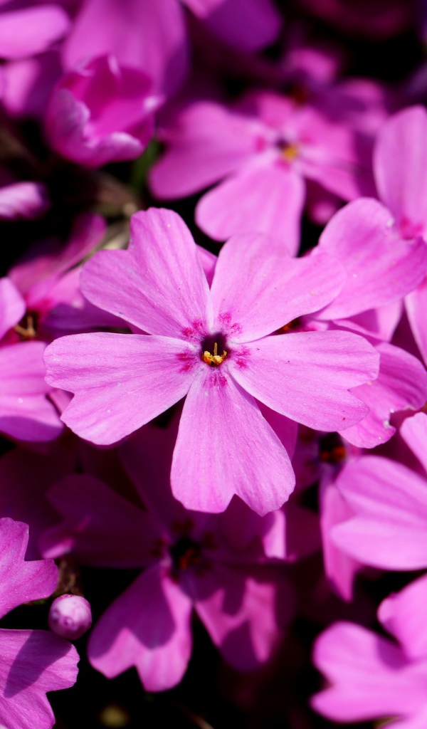 Розовые цветы флоксы крупным планом в лучах солнца 