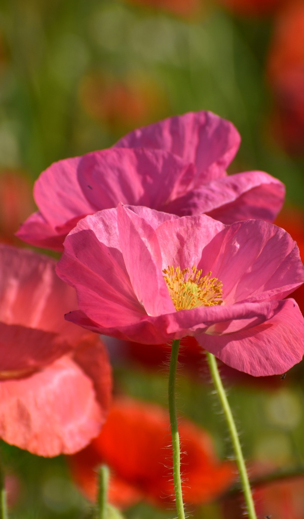 Розовые маки в лучах солнца на поле 
