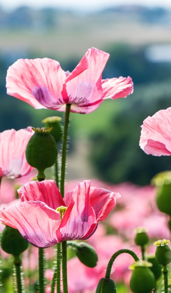 Розовые цветы мака с бутонами в лучах солнца на клумбе летом