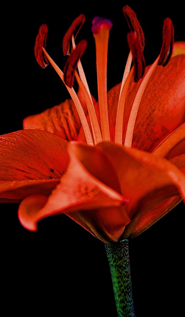 Розовый цветок красной лилии на черном фоне 