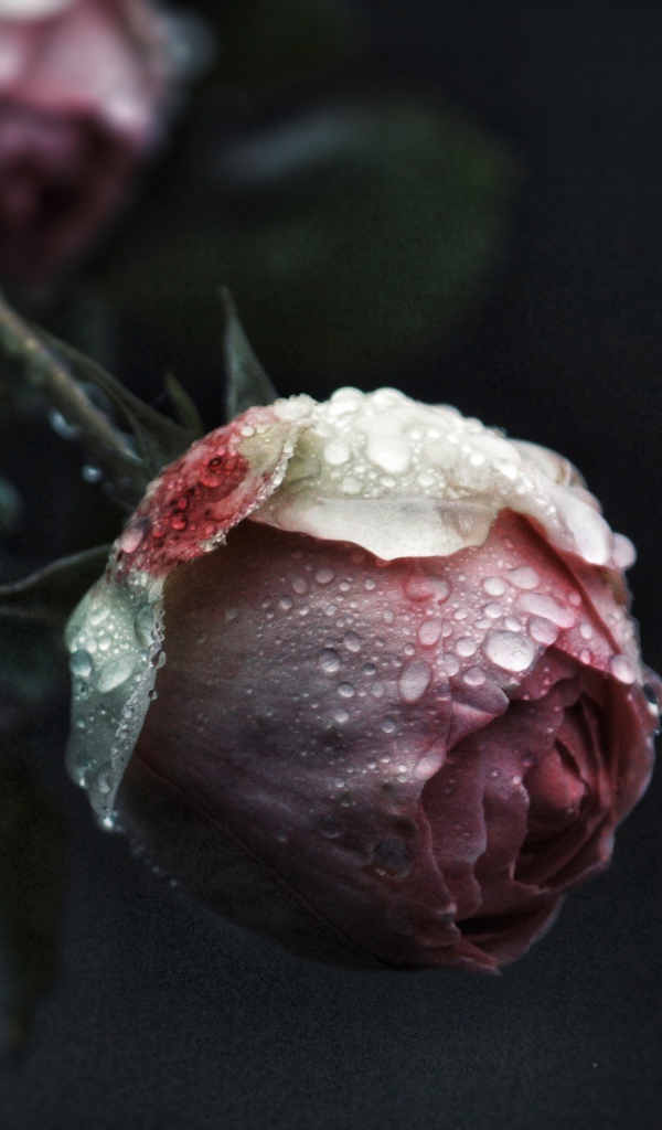 Бутон розовой розы в каплях росы