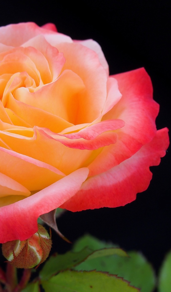 Розовый цветок розы с бутонами на черном фоне