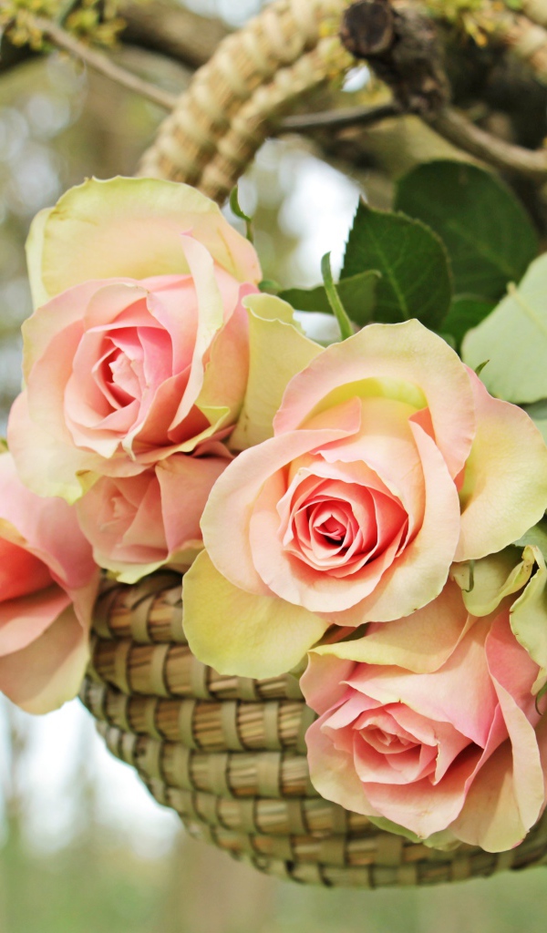 Розовые цветы розы в корзине на ветке