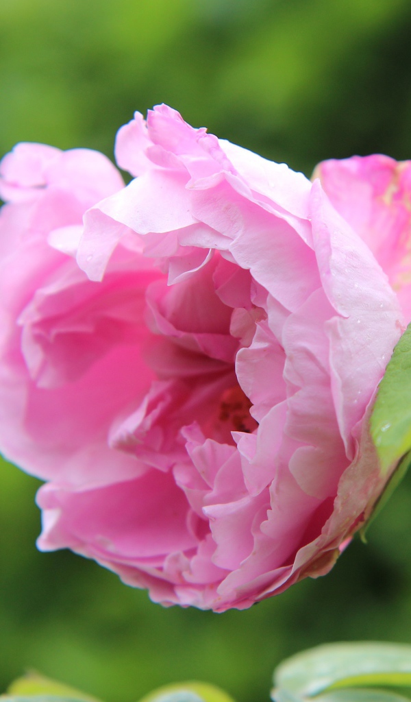 Розовая роза на колючей ветке в саду 