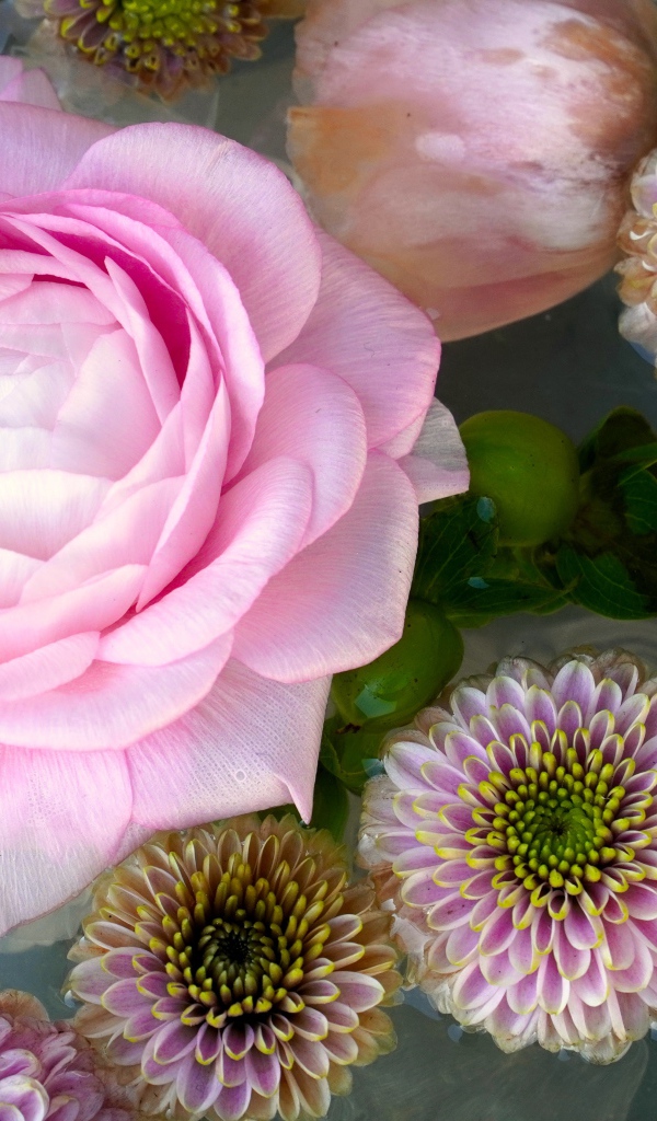 Розовая роза с хризантемами в воде