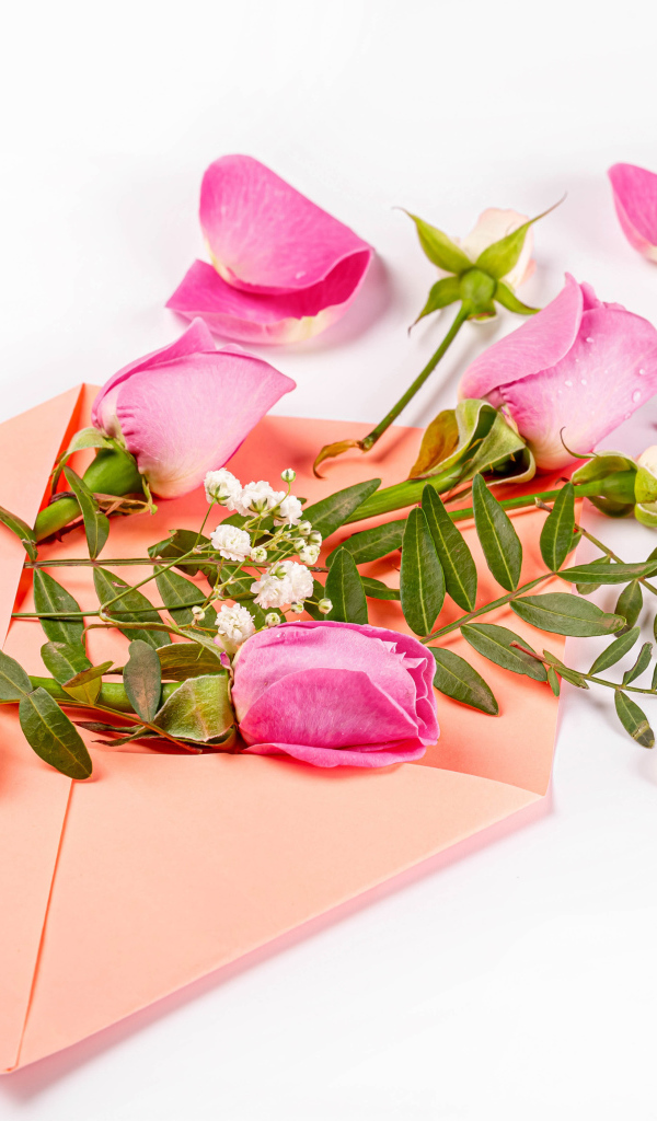 Розовые розы с зелеными листьями в конверте на белом фоне