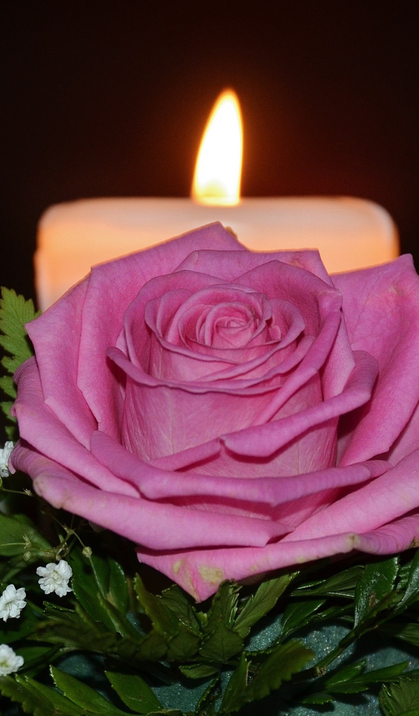 Розовые розы с зелеными листьями на столе со свечой