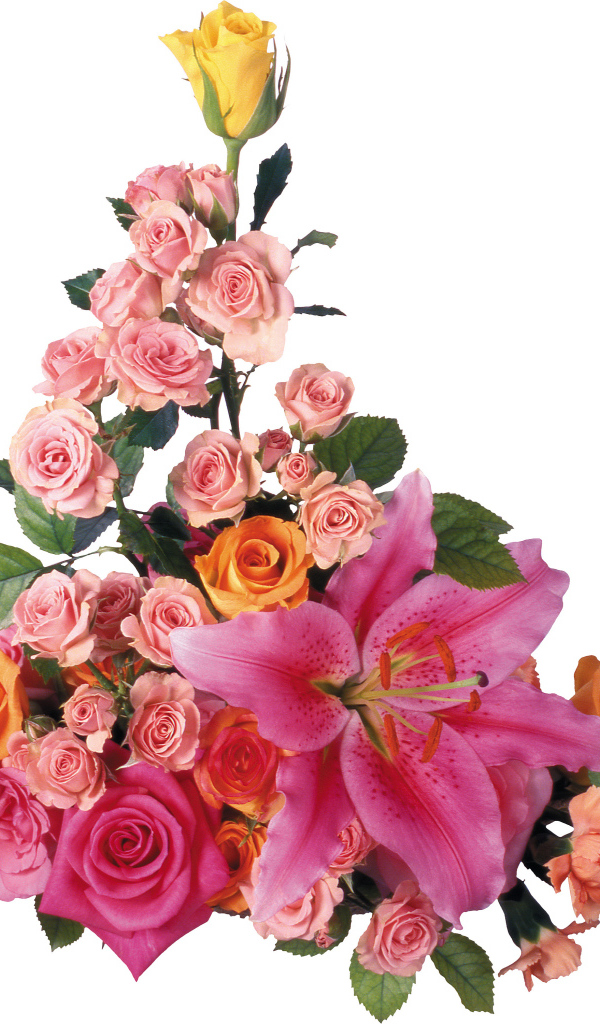 Розовые розы с лилиями на белом фоне 