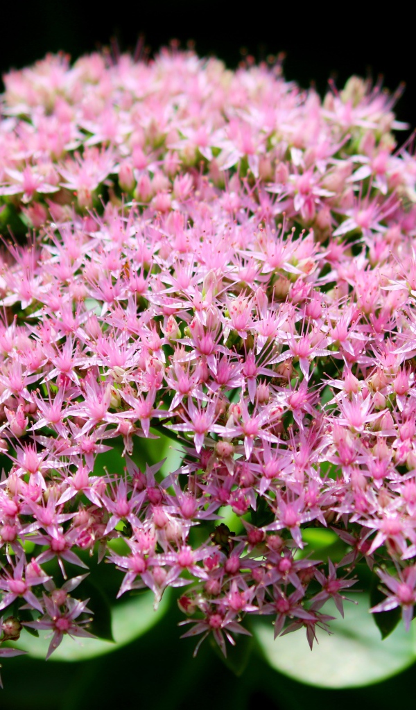 Розовые мелкие цветы Хилотелефиум на черном фоне