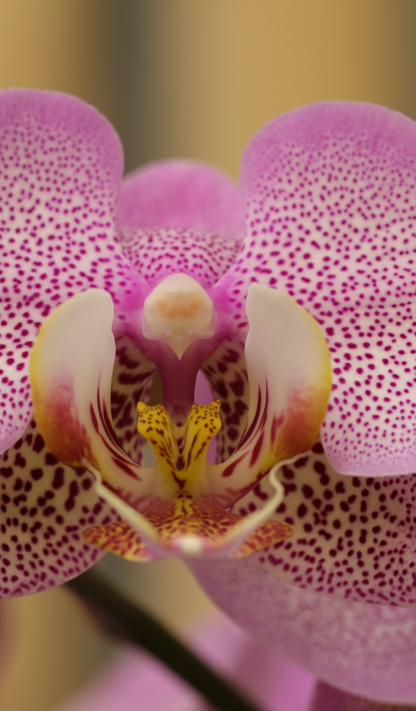 Розовый пятнистый цветок орхидеи крупным планом 