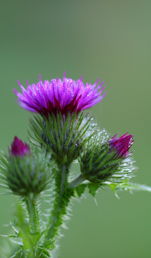 Розовый цветок чертополоха с бутонами на зеленом фоне