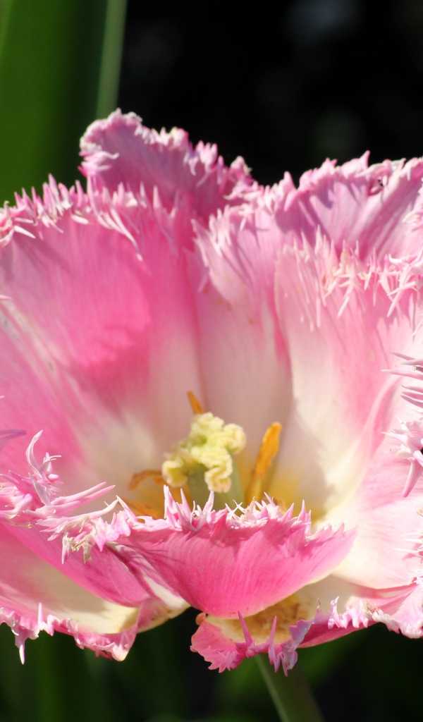 Розовый тюльпан с пышными лепестками