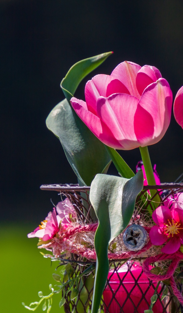 Розовые тюльпаны в железной корзинке крупным планом