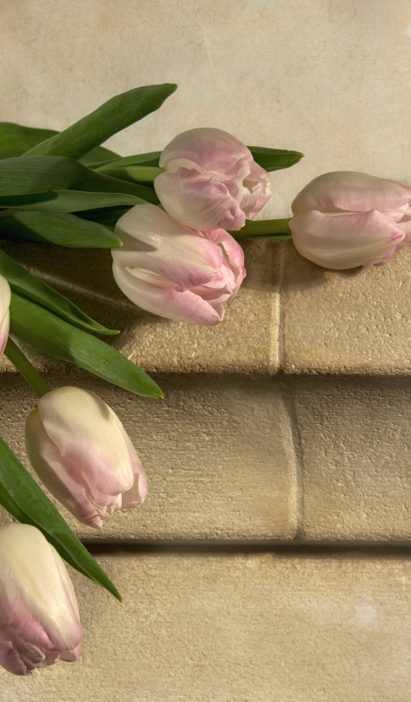 Розовые тюльпаны лежит у стены