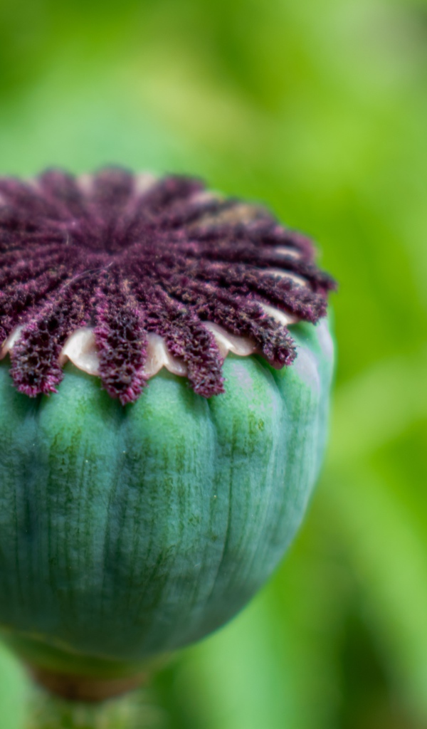 Маковая коробочка крупным планом 