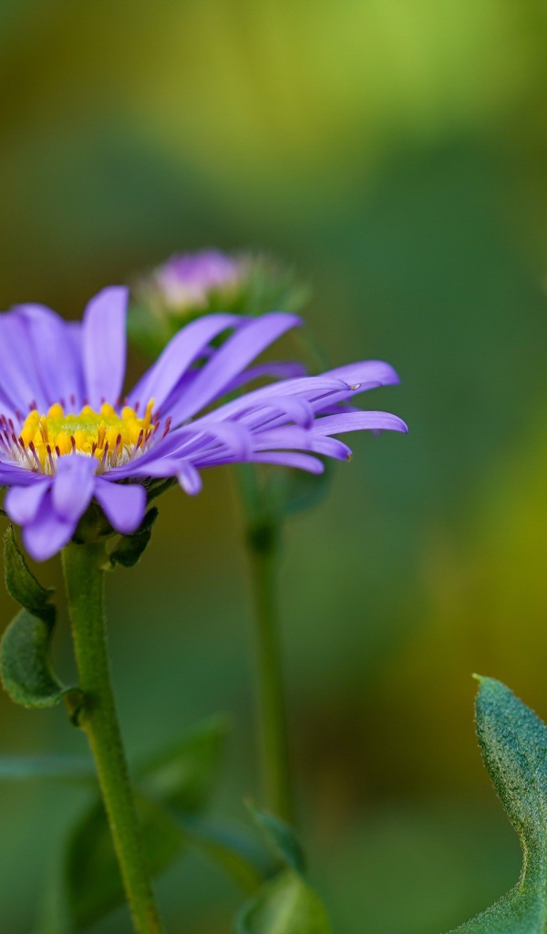 Фиолетовый цветок астры с бутонами 